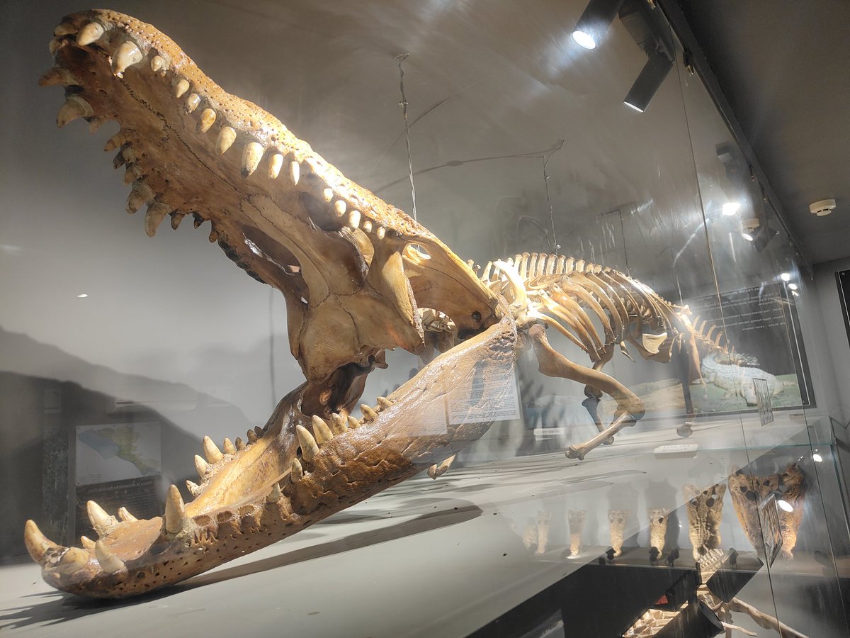 sethymilankumar's tweet photo. Here you can find the world's largest saltwater crocodile named "Don-Kalia" which is a giant predator 24 feet long crocodile 🐊 https://t.co/fGkrkP9bDc