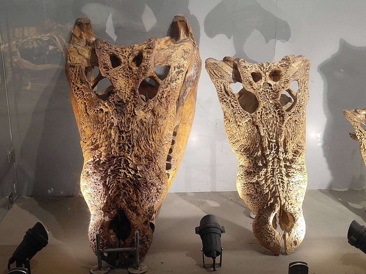 sethymilankumar's tweet photo. Here you can find the world's largest saltwater crocodile named "Don-Kalia" which is a giant predator 24 feet long crocodile 🐊 https://t.co/fGkrkP9bDc