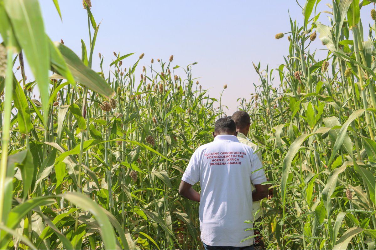 Through Fodder In Ethiopia’s borderlands, 260 hectares of land that once lay abandoned ...