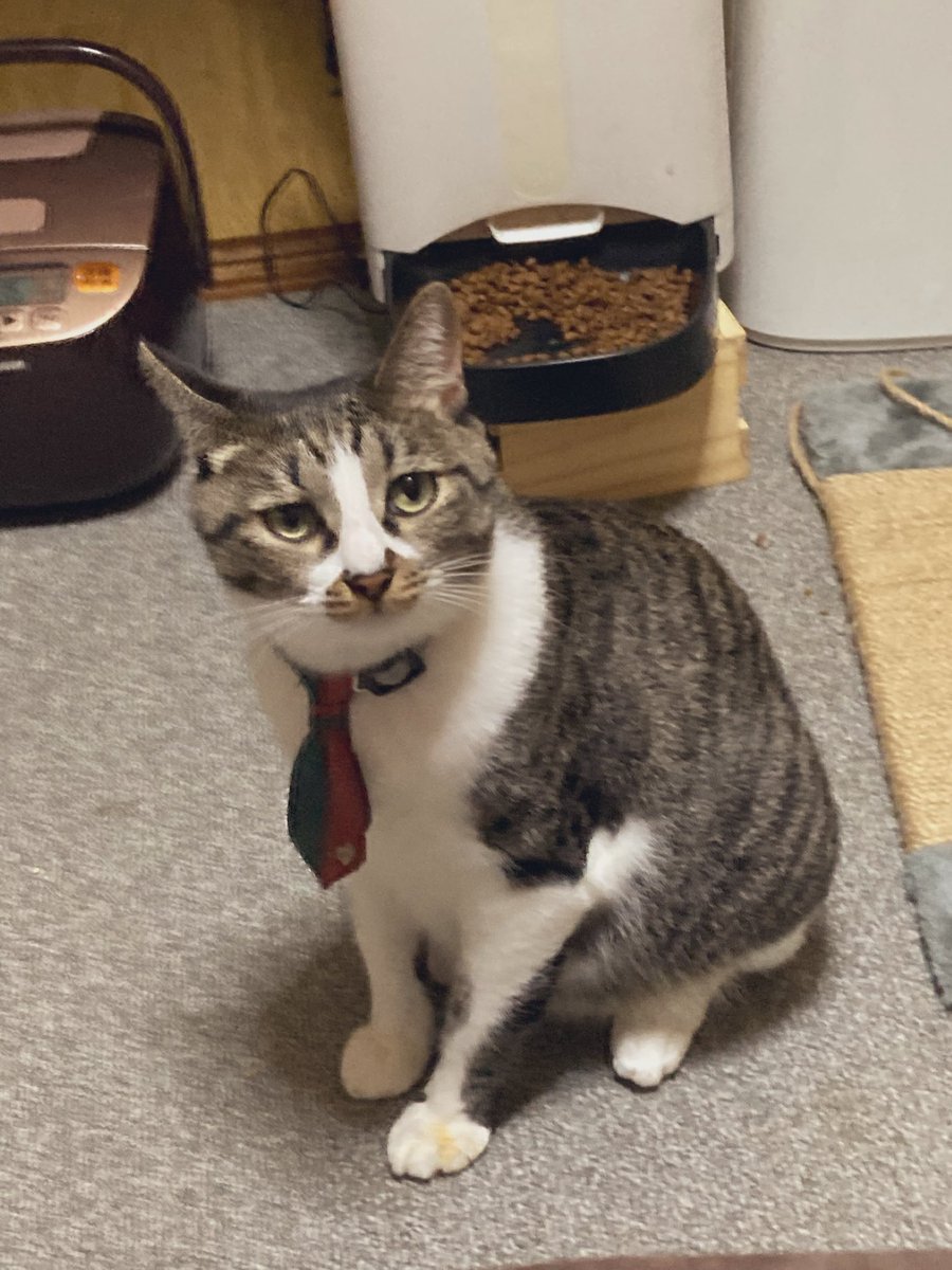 Post by𐬯𐬀𐬠𐬀𐬔𐬎𐬠𐬛 𐬰𐬀𐬥𐬌𐬐𐬀🦋 on X: きゃわわ