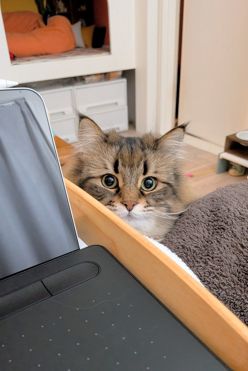 ヤマネコ (@ymnc_rf) / Posts / X