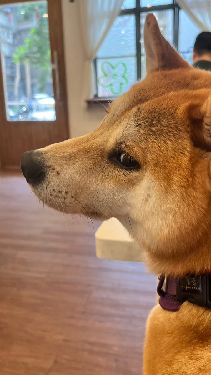 MaruDiary_'s tweet photo. おはよう。今日は楽しく過ごせているかな？ #柴犬  #柴犬かわいい #柴犬のいる生活 https://t.co/2bLhoAiGeS