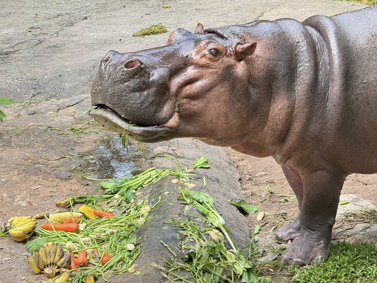 สวนสัตว์เปิดเขาเขียว Khao Kheow Open Zoo tweet media