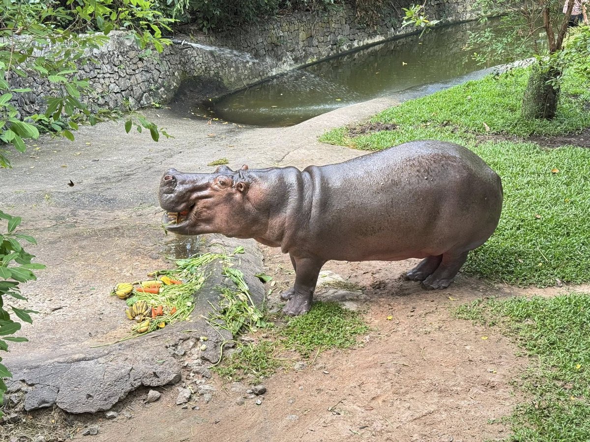 สวนสัตว์เปิดเขาเขียว Khao Kheow Open Zoo tweet media