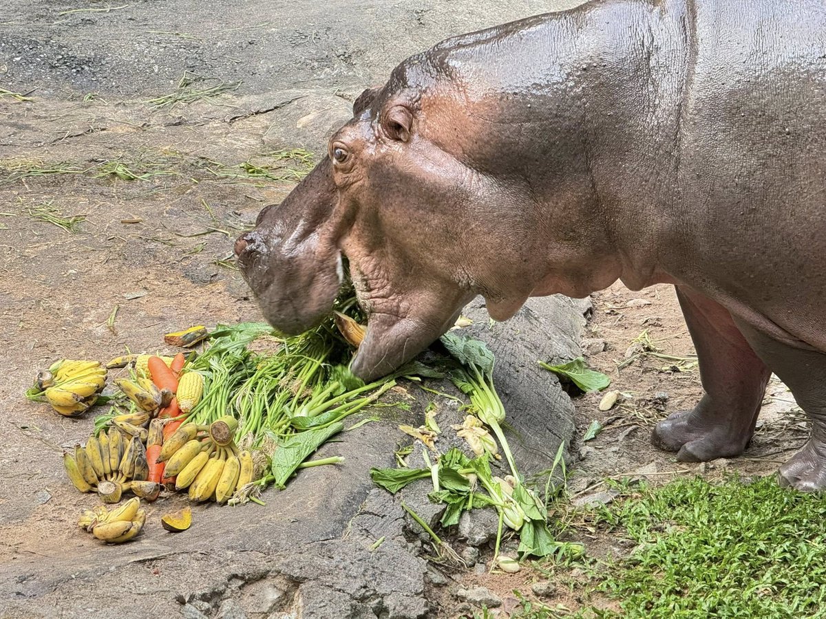 แม่มะลิ อายุ 60 ปี 
ฮิปโปที่มีอายุยืนที่สุดในประเทศไทย!
แม้อายุจะเข้าสู่เลข 6 แล้ว แต่ยังแข็งแรงดี กินเก่ง กินแซ่บเหมือนเดิม 🦛
ทั้งที่โดยปกติฮิปโปจะมีอายุเฉลี่ยประมาณ 40–50 ปีเท่านั้น
แวะมาหาแม่มะลิกันได้ที่สวนสัตว์นะคะ 🦛
#แม่มะลิ #ฮิปโปโปเตมัส
#ฮิปโปอายุยืนที่สุดในไทย