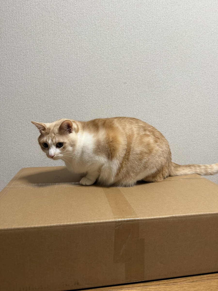 Post by ちびここ∞（ちびぽこ∞） on X: もものもの！