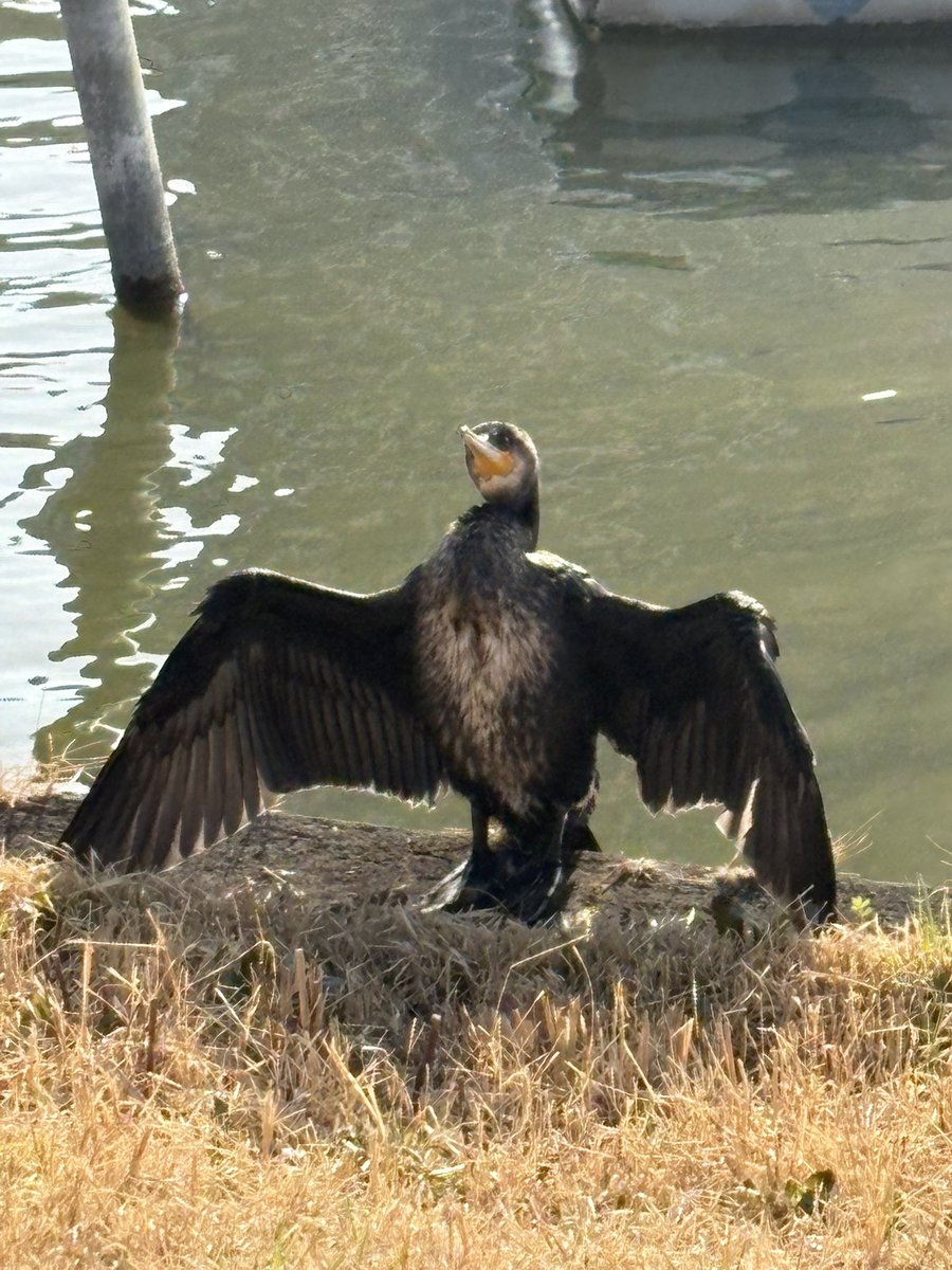 cKrLo8JRjJ62977's tweet image. 🌸おまけ🌸

不忍池の近付くに、可愛いカワウちゃんがいた👀💕羽根を広げてお茶目なポーズ😍
あまりにも可愛いので暫し見入ってしまいました🤗