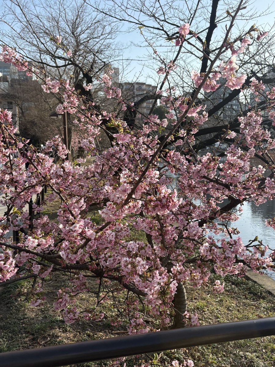 cKrLo8JRjJ62977's tweet image. 🌸おまけ🌸

不忍池の近付くに、可愛いカワウちゃんがいた👀💕羽根を広げてお茶目なポーズ😍
あまりにも可愛いので暫し見入ってしまいました🤗