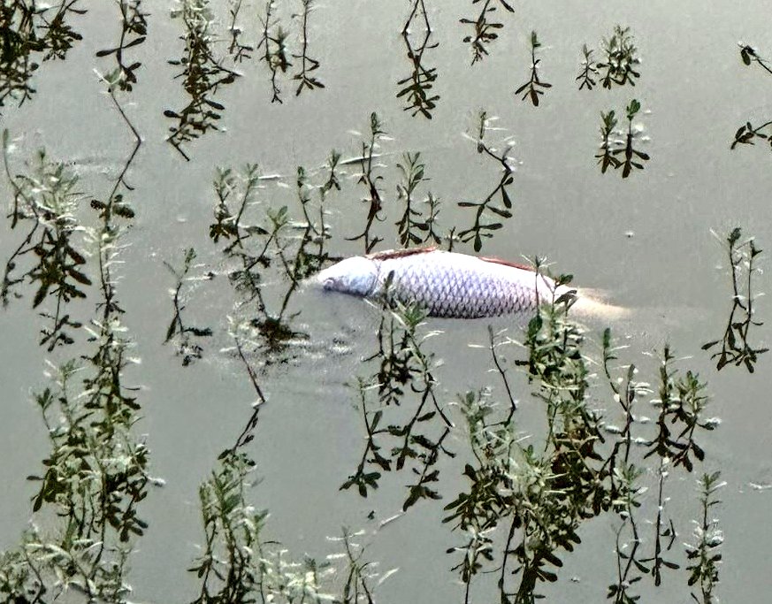 Raghavendra B Pachhapur tweet media