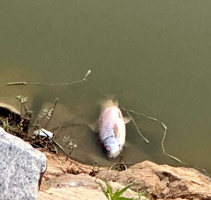 Raghavendra B Pachhapur tweet media