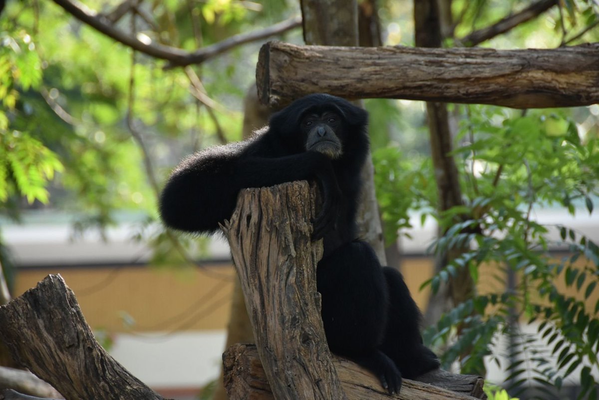 KhaokheowZoo's tweet image. Chilling like a pro. Keep it simple, keep it cool. 😎✨
#ChillOut #MondayMood #WildlifePhotography #KhaoKheowOpenZoo #Thailand
