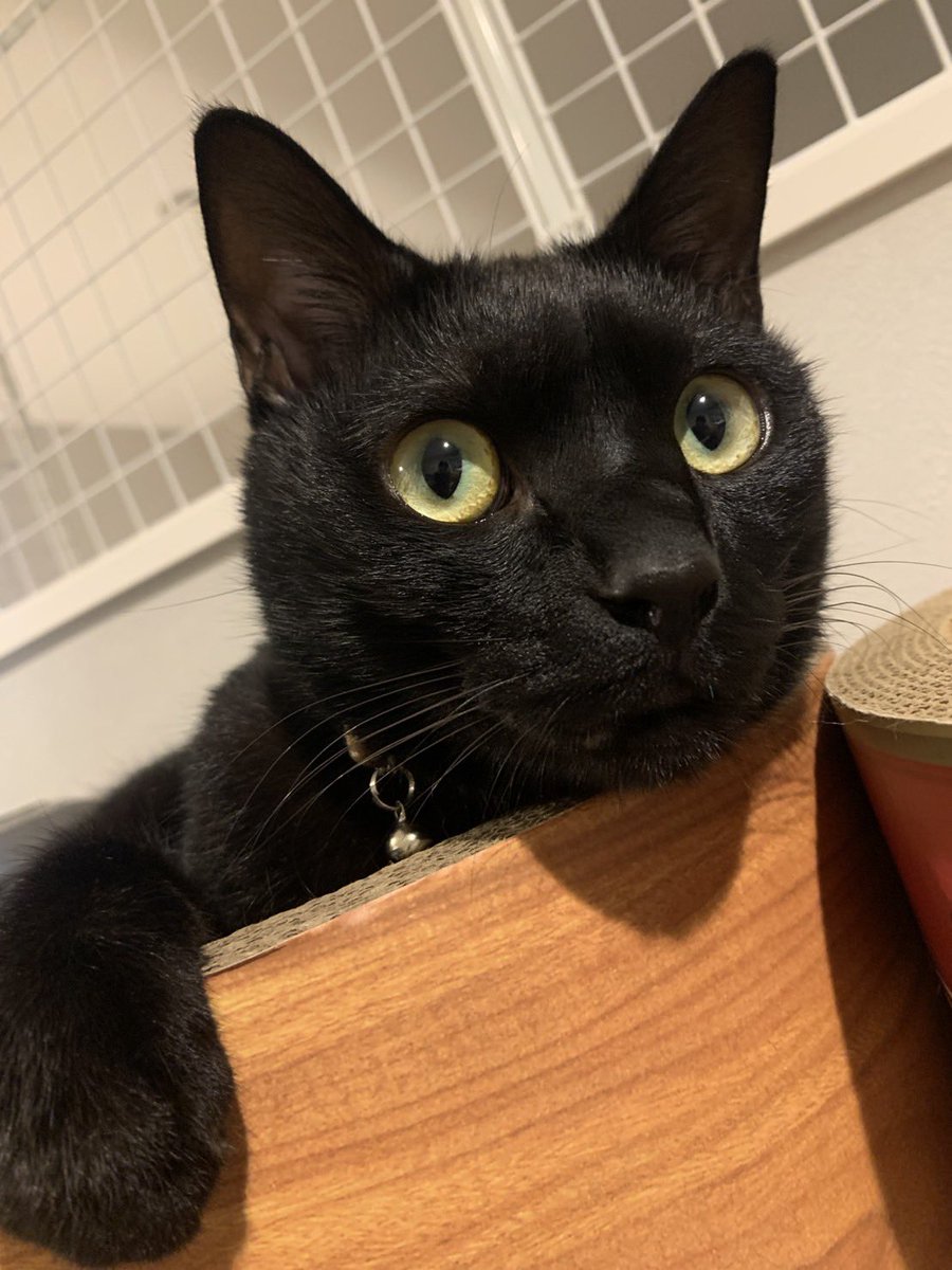 遊ぼう🐈‍⬛ #猫