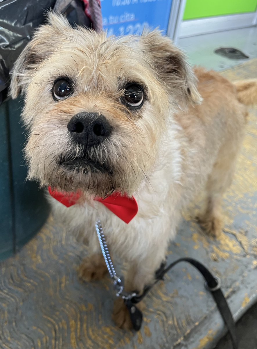 HELA_MORE's tweet photo. Esa foto de Oliver me gustó muchísimo… es de las últimas que yo le tomé antes de irse a su nuevo hogar. 🥲🩷

Te amo, Oliver.

Les voy a contar algo muy personal… Oliver es idéntico a mi perrita que falleció de epilepsia hace casi dos años. Estuve así 🤏🏻 de quedármelo, pero por situaciones personales no pude hacerlo.

Aún así, cada vez que lo veía era como si la volviera a ver a ella un poquito… como si la vida me regalara un pequeño reflejo suyo por un momento.

Y eso siempre lo voy a llevar en el corazón. 🩷