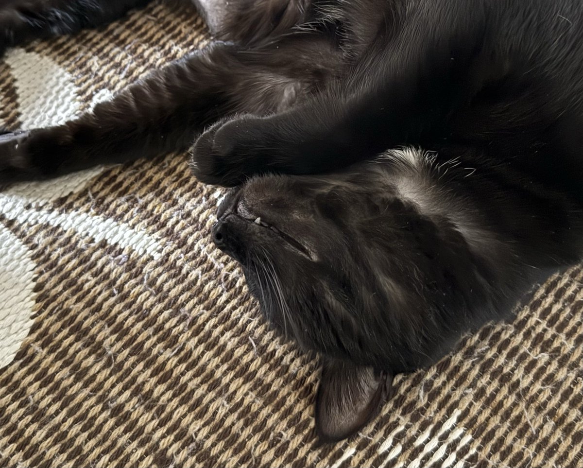 わが家は毎日が猫の日
#おまめちゃん #アイーン