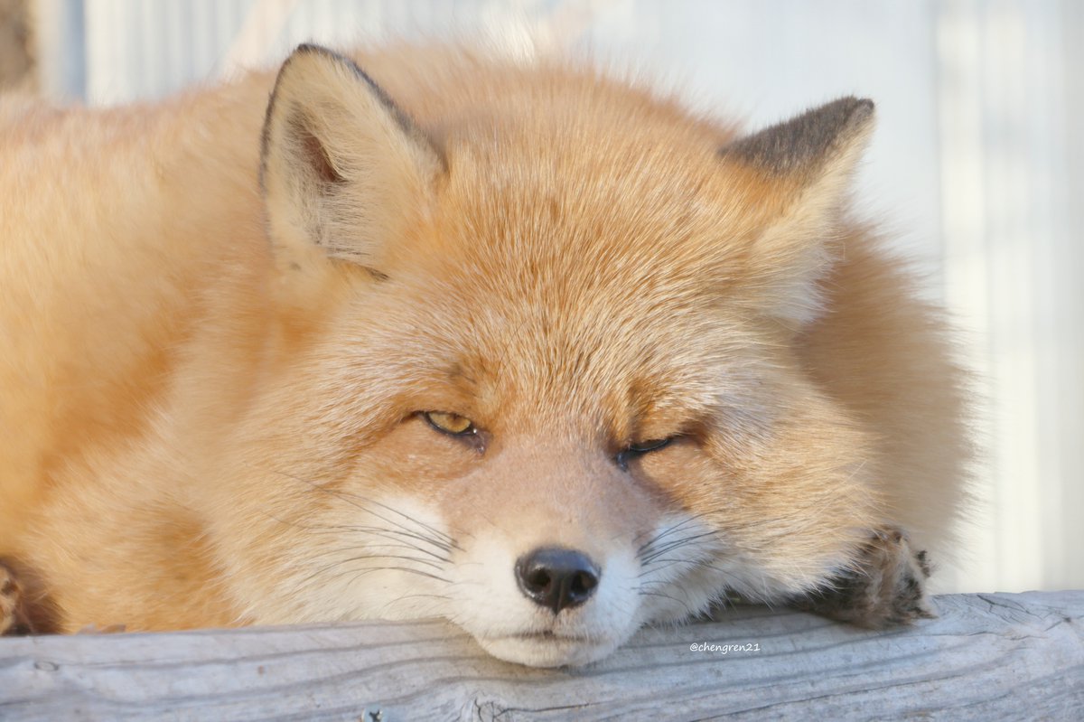 あご！！(チョーギ♂) #北きつね牧場