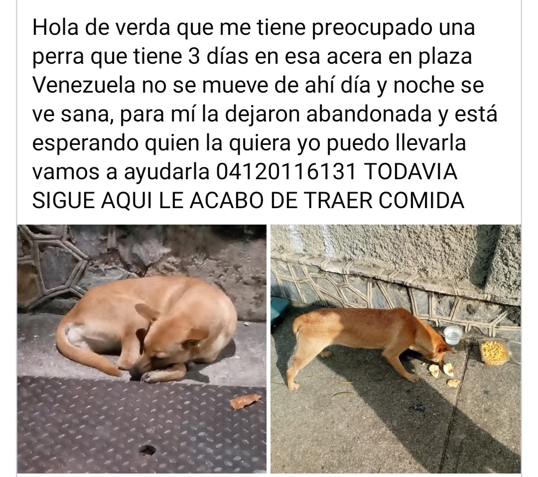 Reportan a esta pequeña en Plaza Venezuela, Caracas. Necesita hogar temporal URGENTE. Allí está en alto riesgo