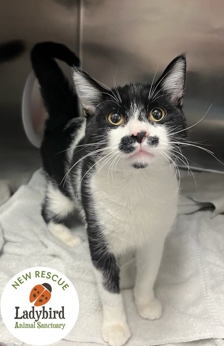 Ladybird Animal Sanctuary tweet media