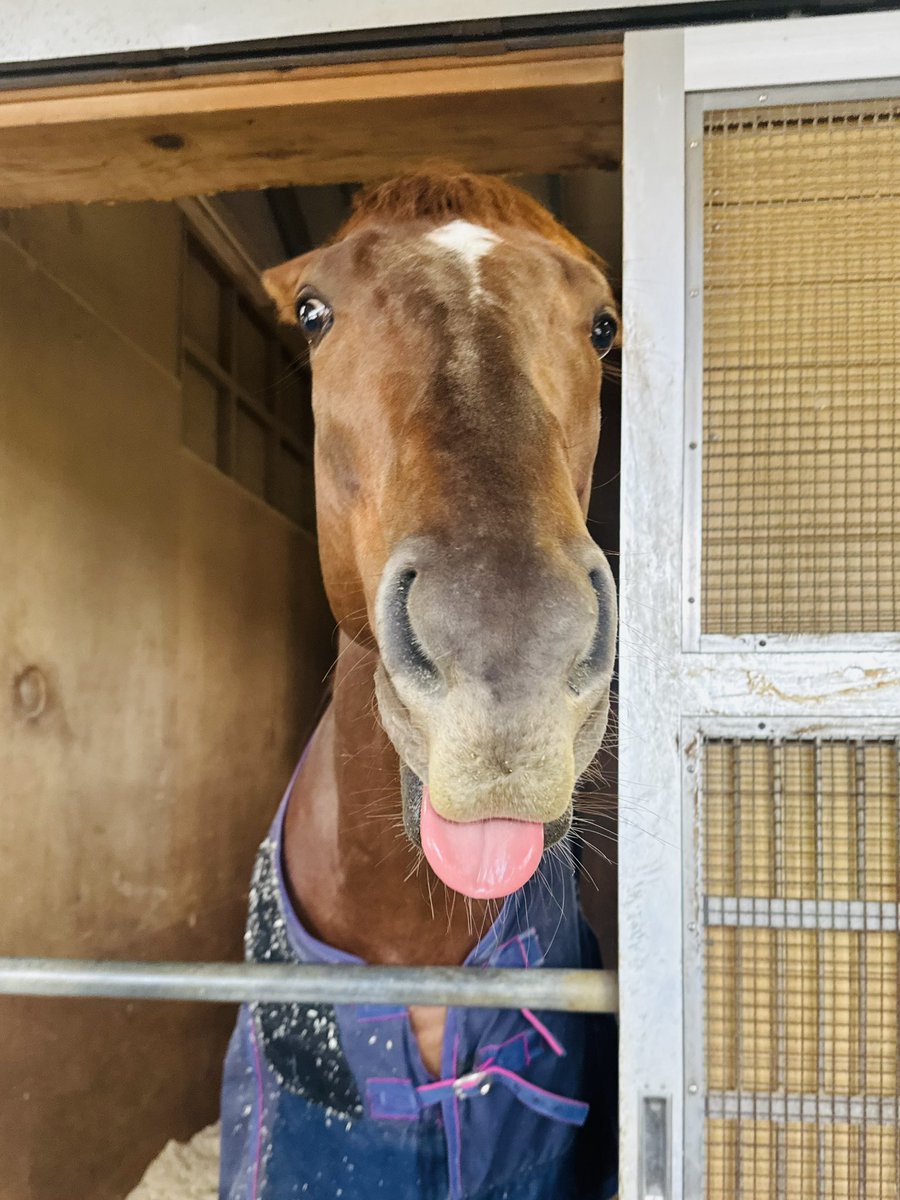 審査会 tweet media