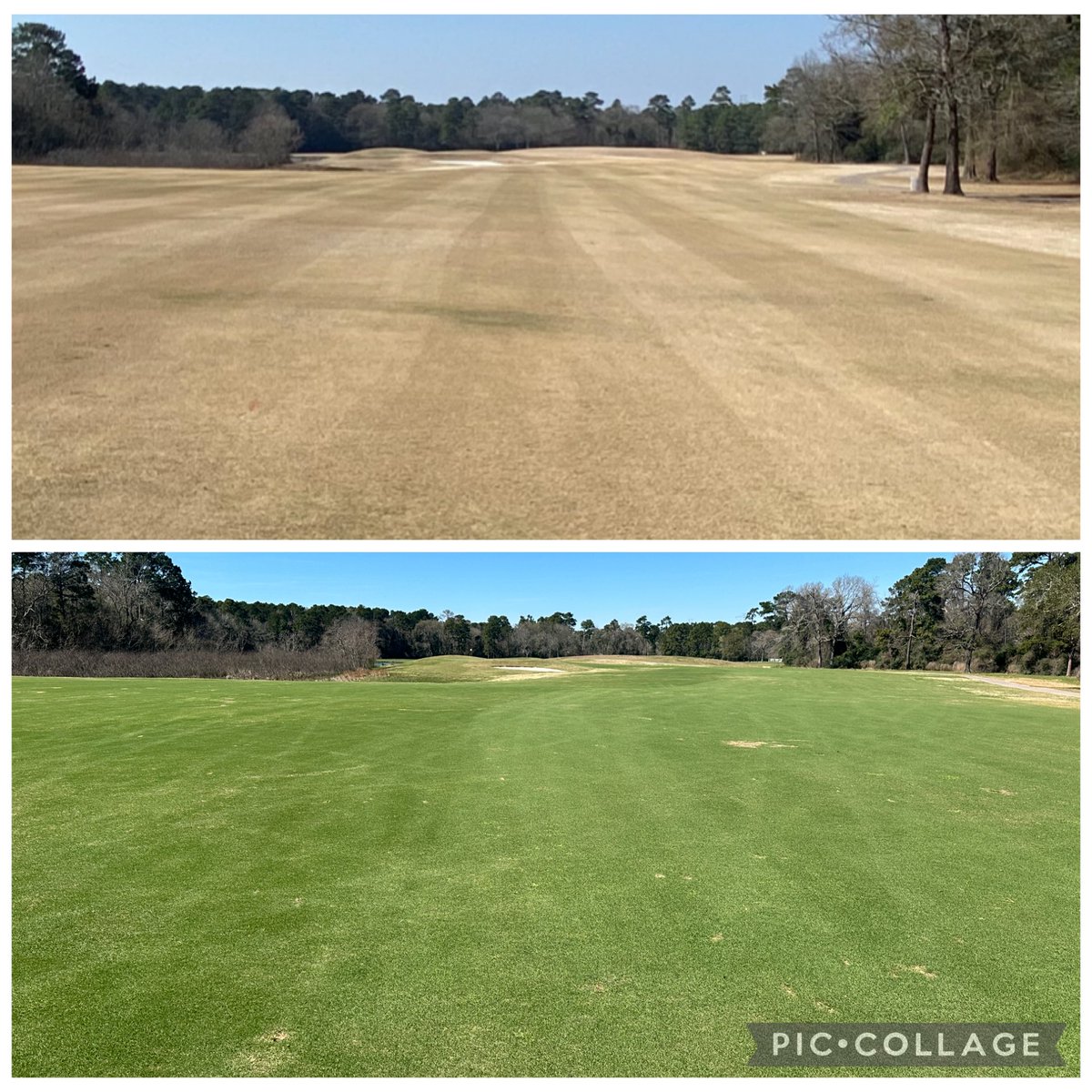 Top photo 2/22/21, bottom photo 5 yrs later, 2/22/26.. Needless to say a lot quicker green up this year, but I like the dormant, off color of the rare colder winters here. A frost in the morning but sure will snap back quick.