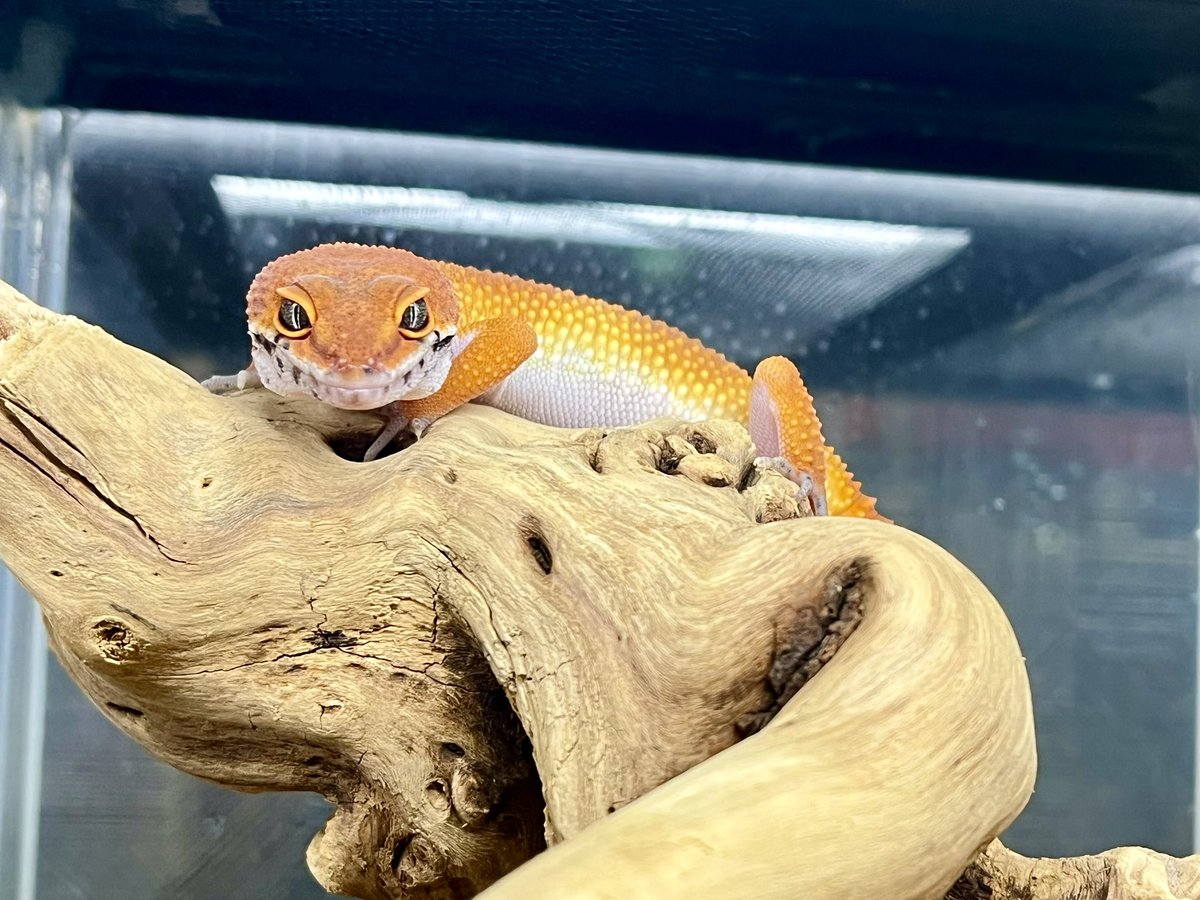 Suke Rep 神戸店 tweet media