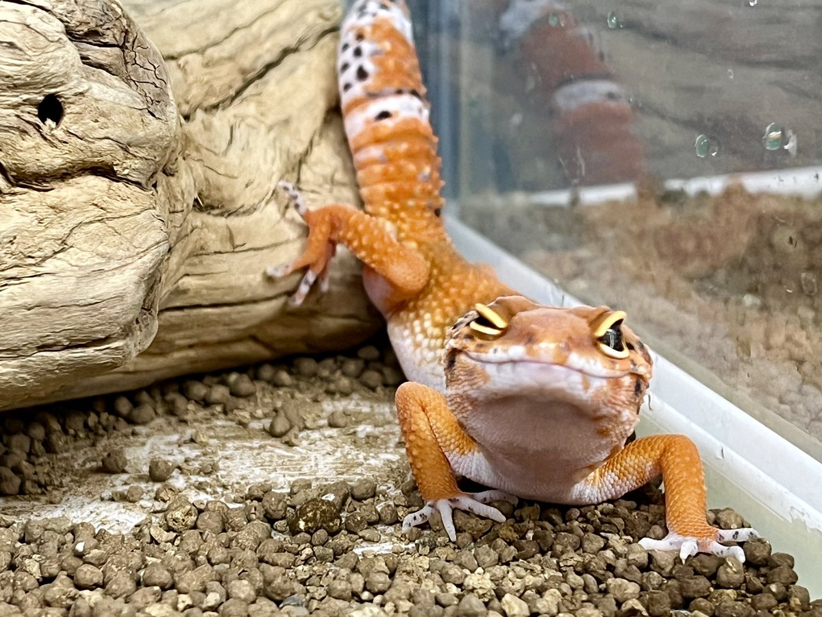 Suke Rep 神戸店 tweet media