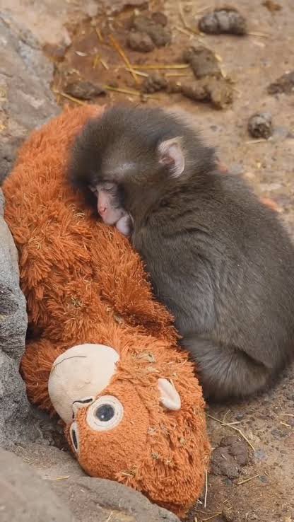 Weyyyyyyyyyyyy miren a Punch bebé 
😭😭😭🥺🥺🥺🥺🥺que bonito