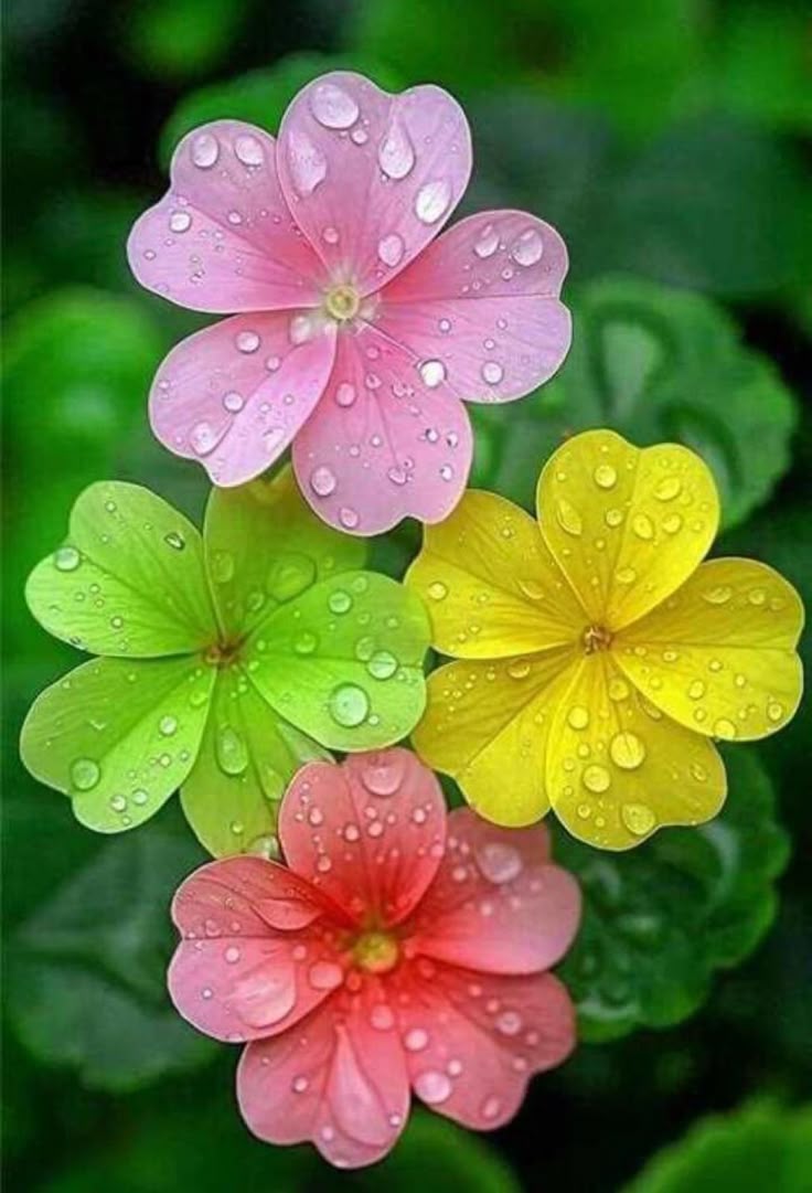 Beautiful flowers 🌹🌸🌿💜🤍🌸💚🌱🌿🌹🌸💜