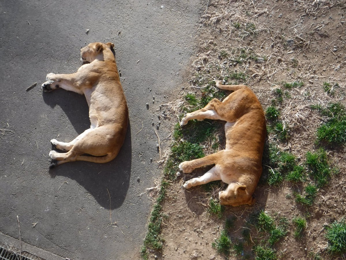 さっちゃん (@Sacchan31) / Posts / X