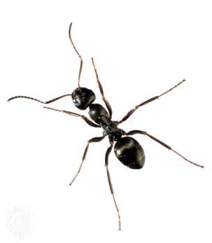 ꒰ঌ 🚬 リリス -- tetsu's cigarette and coffee ☕໒꒱ tweet media