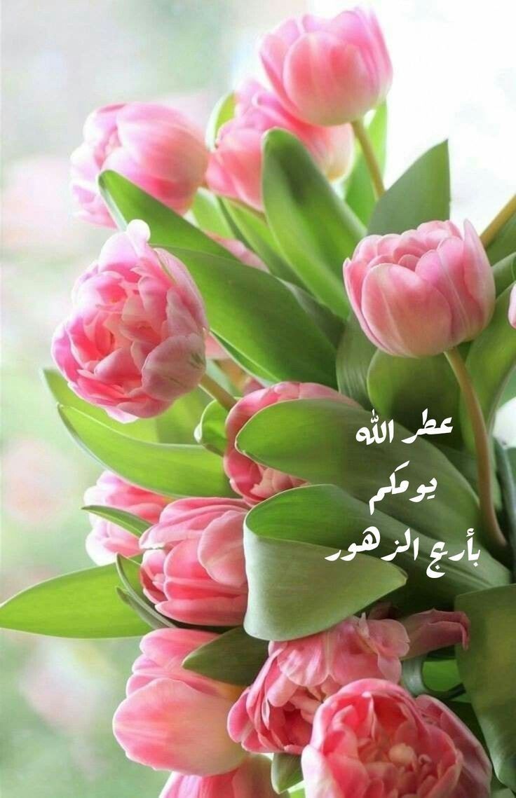 أفاض الله على قلوبكم نور الرضوان
       وشرح صدوركم للإيمان
وبارك الله يومكم وكل الأيام.
صباح الخير..