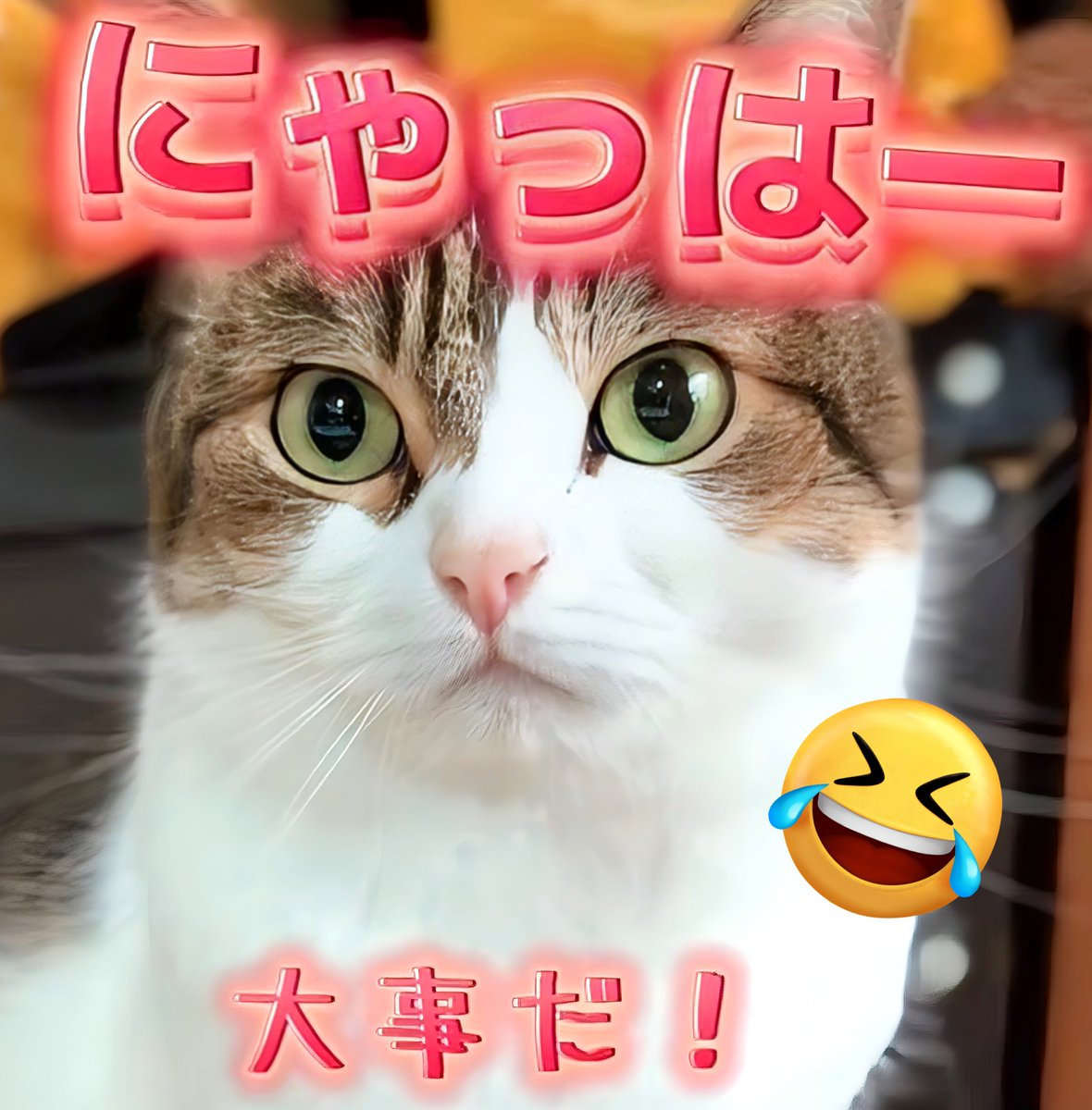 ノイズ猫＊