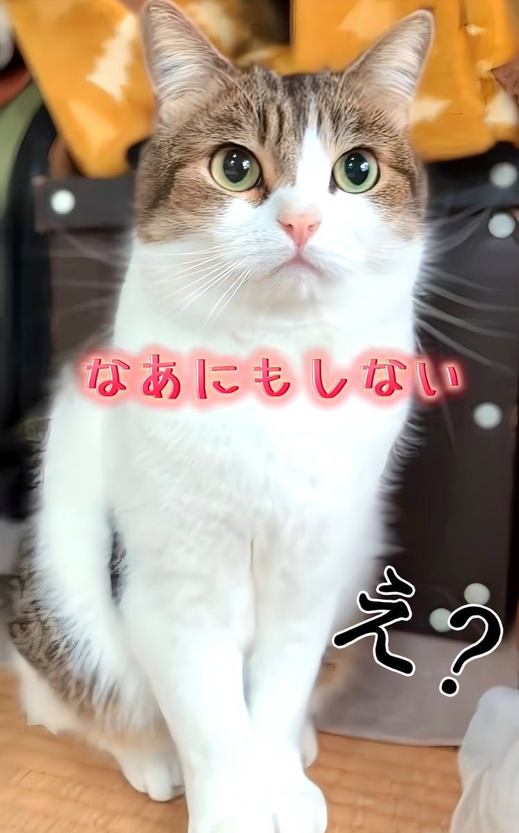 ノイズ猫＊
