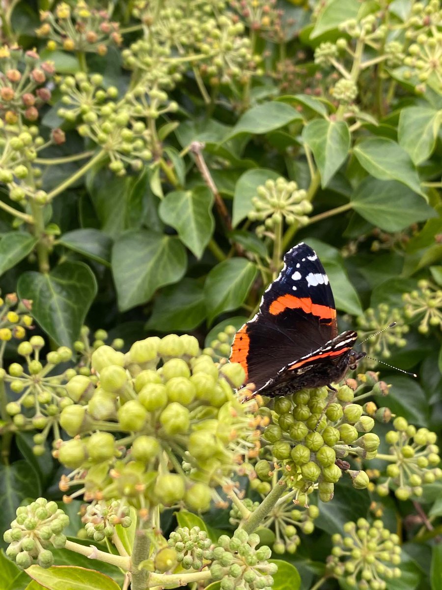 Dr Oliver Whyte jr-  Local Ecology and Practical Actions for our natural heritage in the Plaza Hotel Tuesday Feb 24th 8pm Westport Civic Trust. All are welcome and Oliver especially hopes to see younger age groups attending because it’s their future . Free to members or €5 <a href="/door/">close the</a>