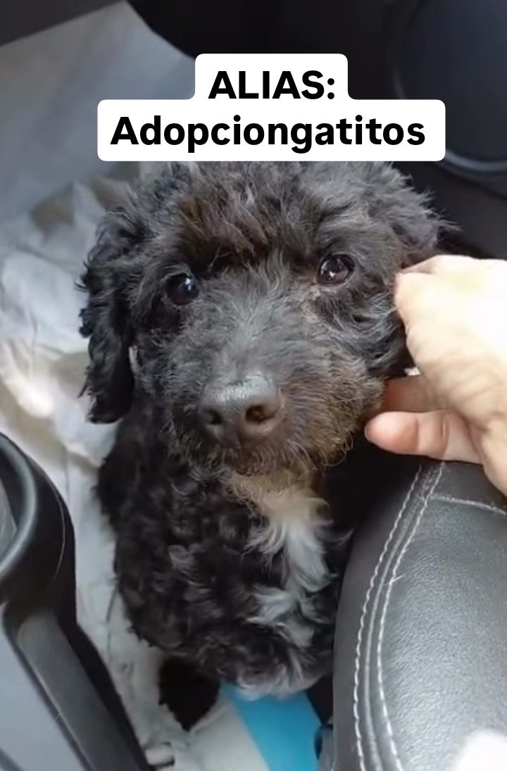 AYUDA PARA DONATELLO!🐶

Lo encontraron en Sarandí atropellado. Le van a AMPUTAR una patita y están tratando de salvarle la otra.

Las chicas necesitan ayuda para cubrir todos los gastos que están teniendo🙌🏻

Para más info, DM o siguen el caso en IG👇🏻

instagram.com/adopciongatito…