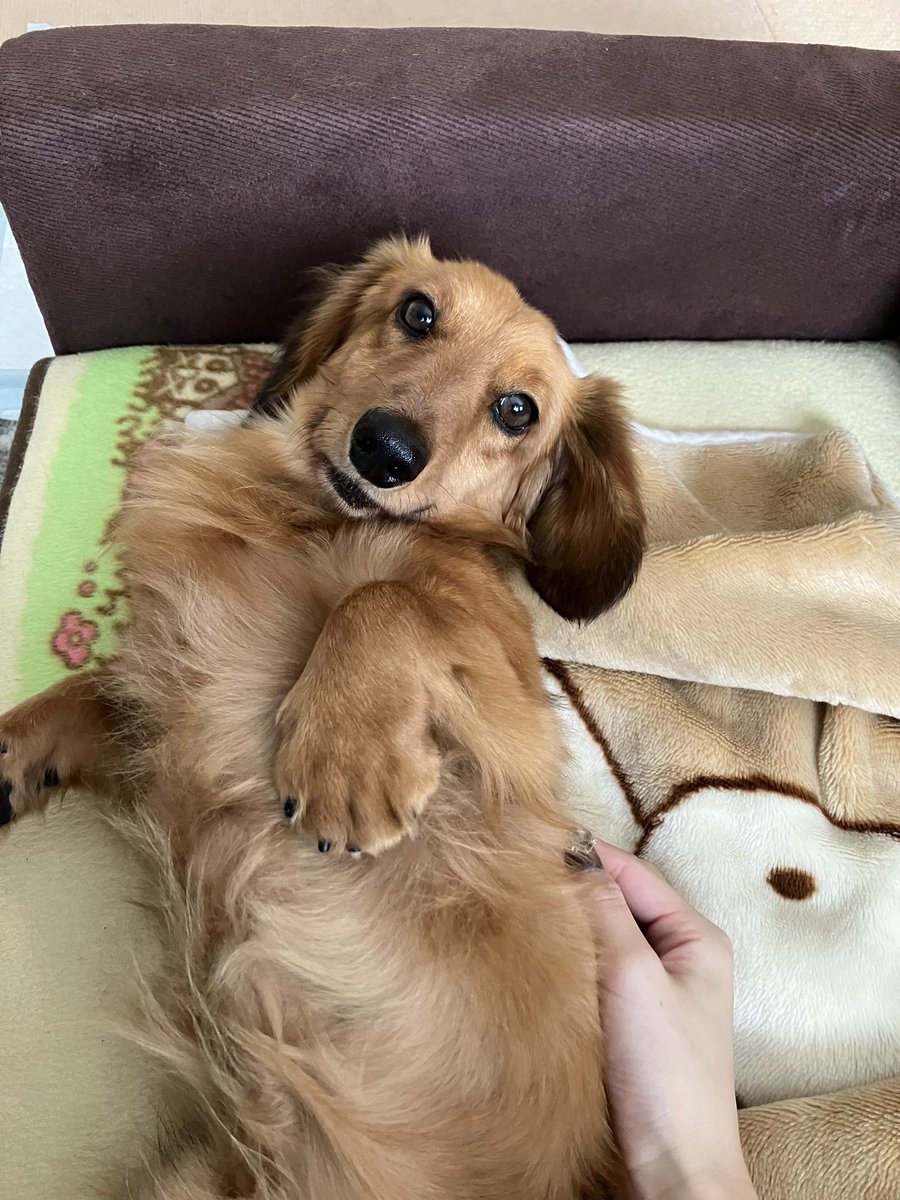 しおんたうん tweet media