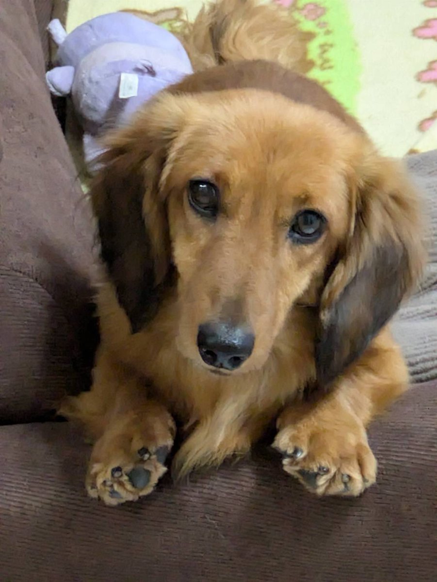 しおんたうん tweet media