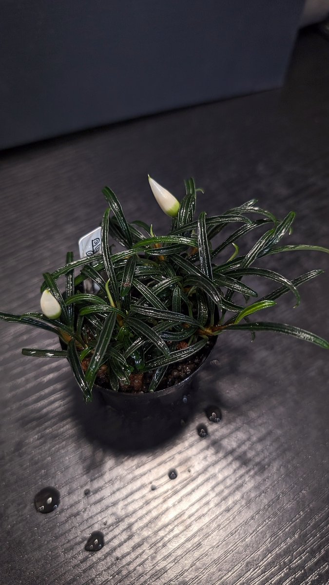 Burttianthus師匠から頂いた！
群生えぐい😂
ダイソーケース全面に群生させたい

Burttianthus velutandrus “Bintulu”
#TB便