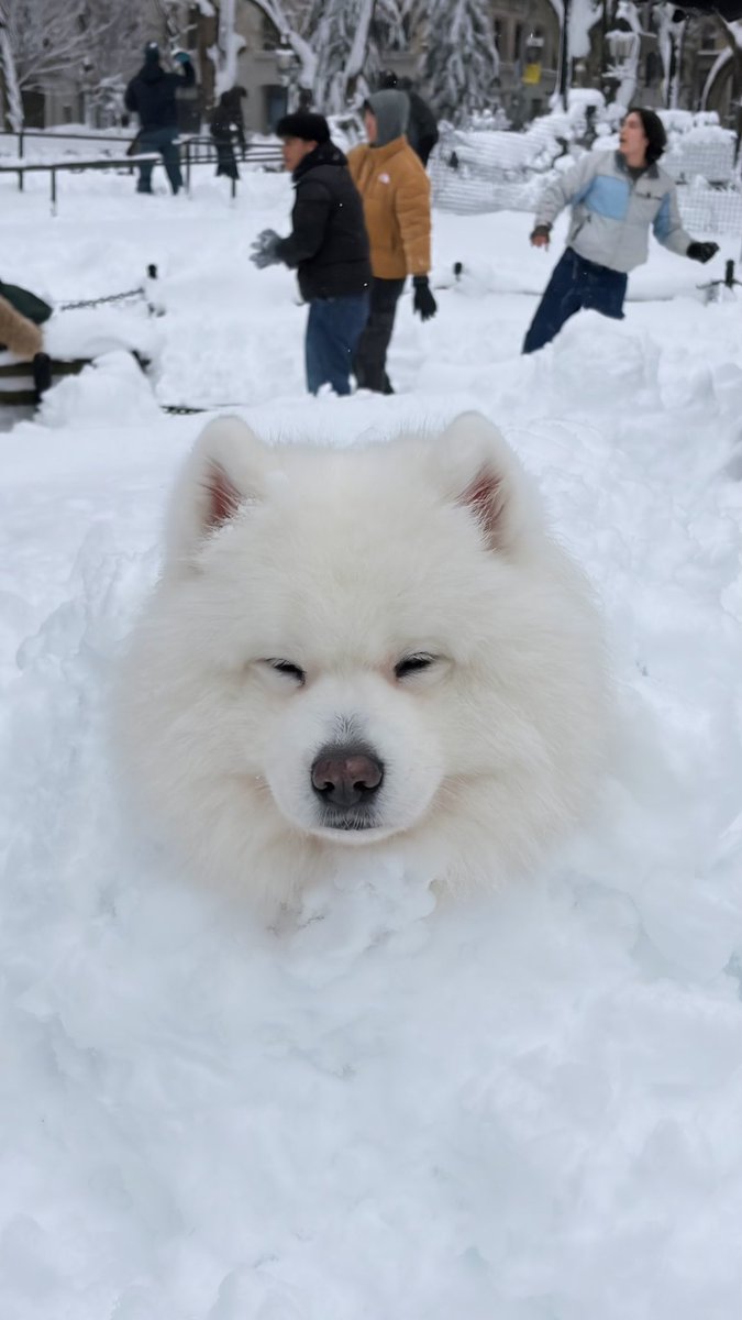 Snow day in NY… My dog loved this blizzard more than anyone I know. Pre Washington Square Park snowball fight.