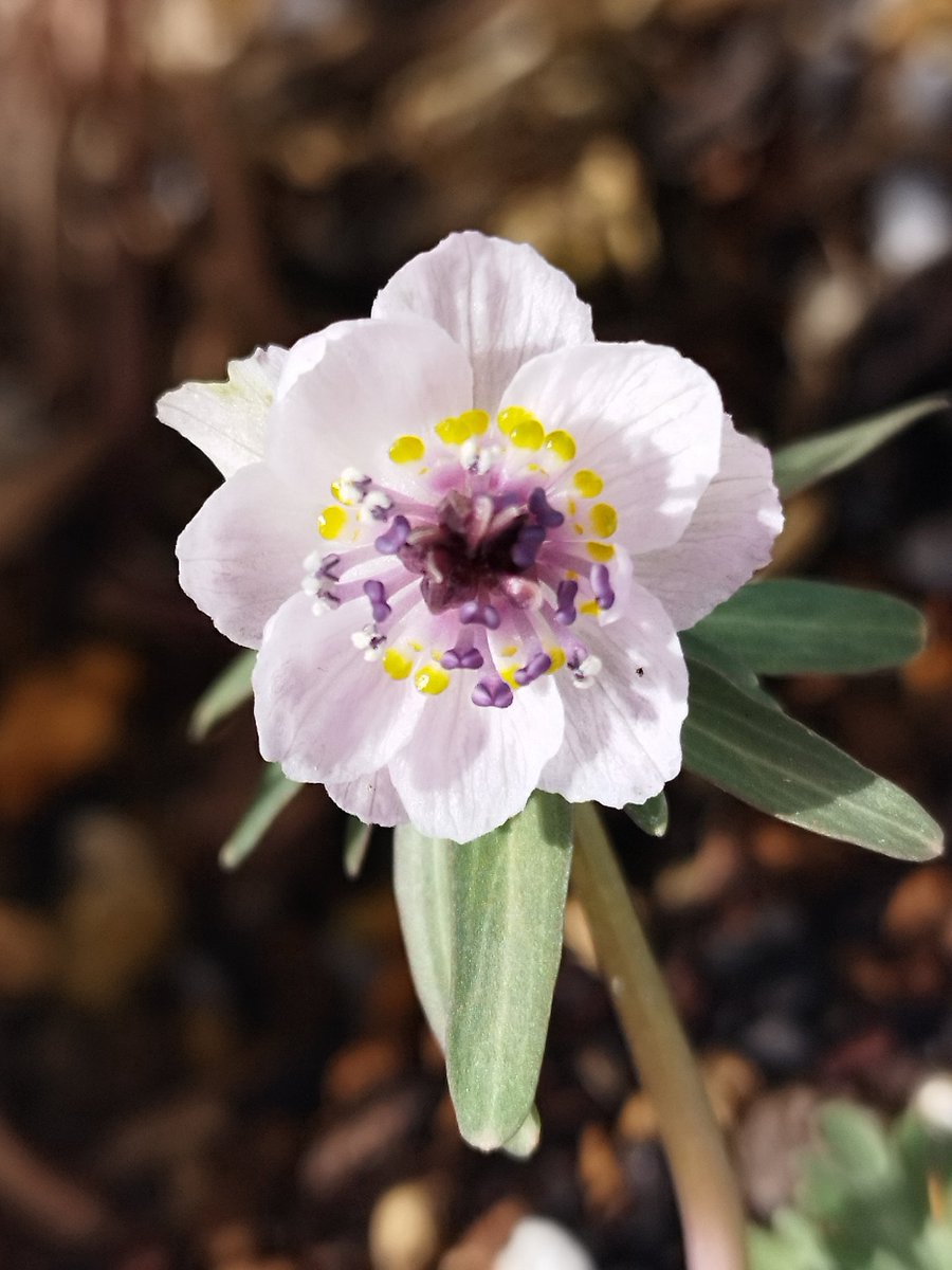 セツブンソウ 'ピンク多弁花' #咲き始め 可愛い花です^ ^ 買ってから