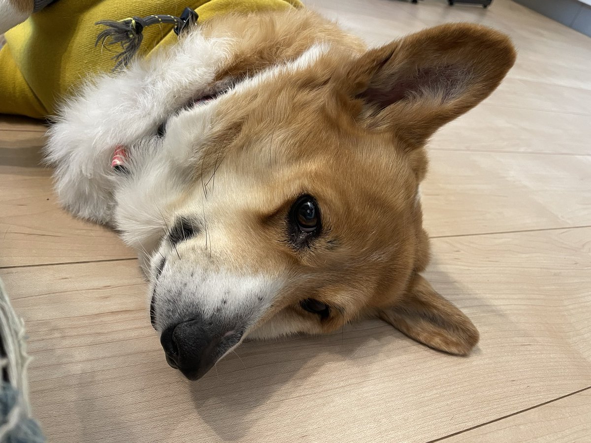 かわいいこいぬさん　クド　SP Post by *ig* on X: 犬さん