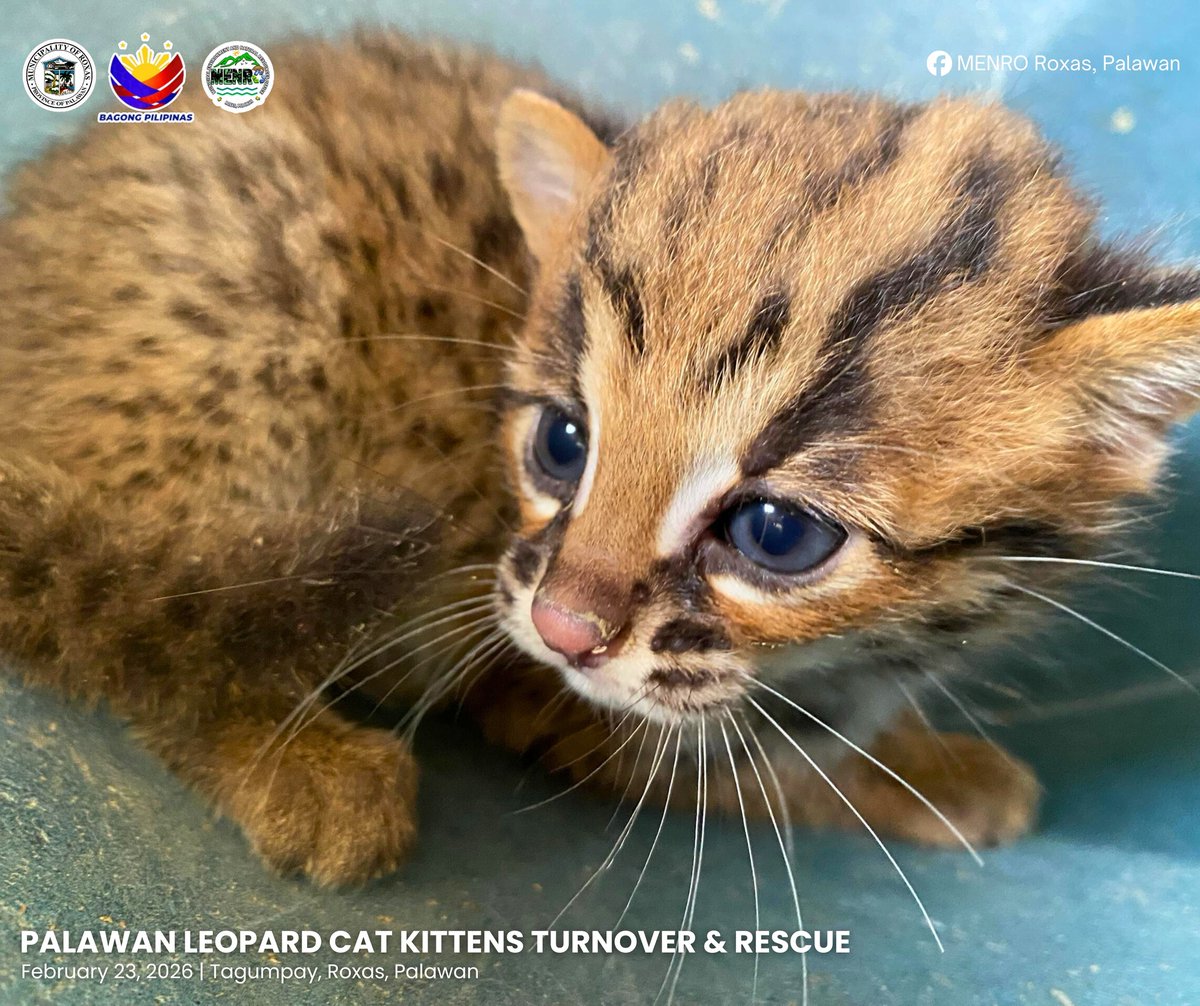 ENDANGERED PALAWAN LEOPARD CAT KITTENS RESCUED

Two endangered Palawan leopard cat kittens, locally known as “Tamaral” or “Maral,” were rescued on Monday, February 23.

A resident’s dog alerted the family to an adult Tamaral nearby, leading to the discovery of the kittens,