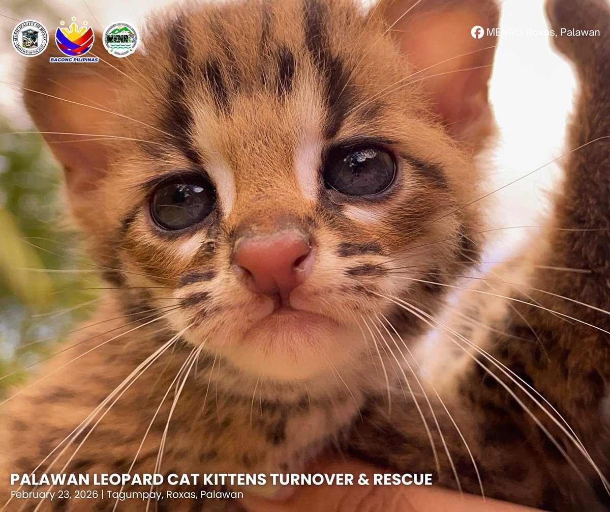 Philstar.com tweet media