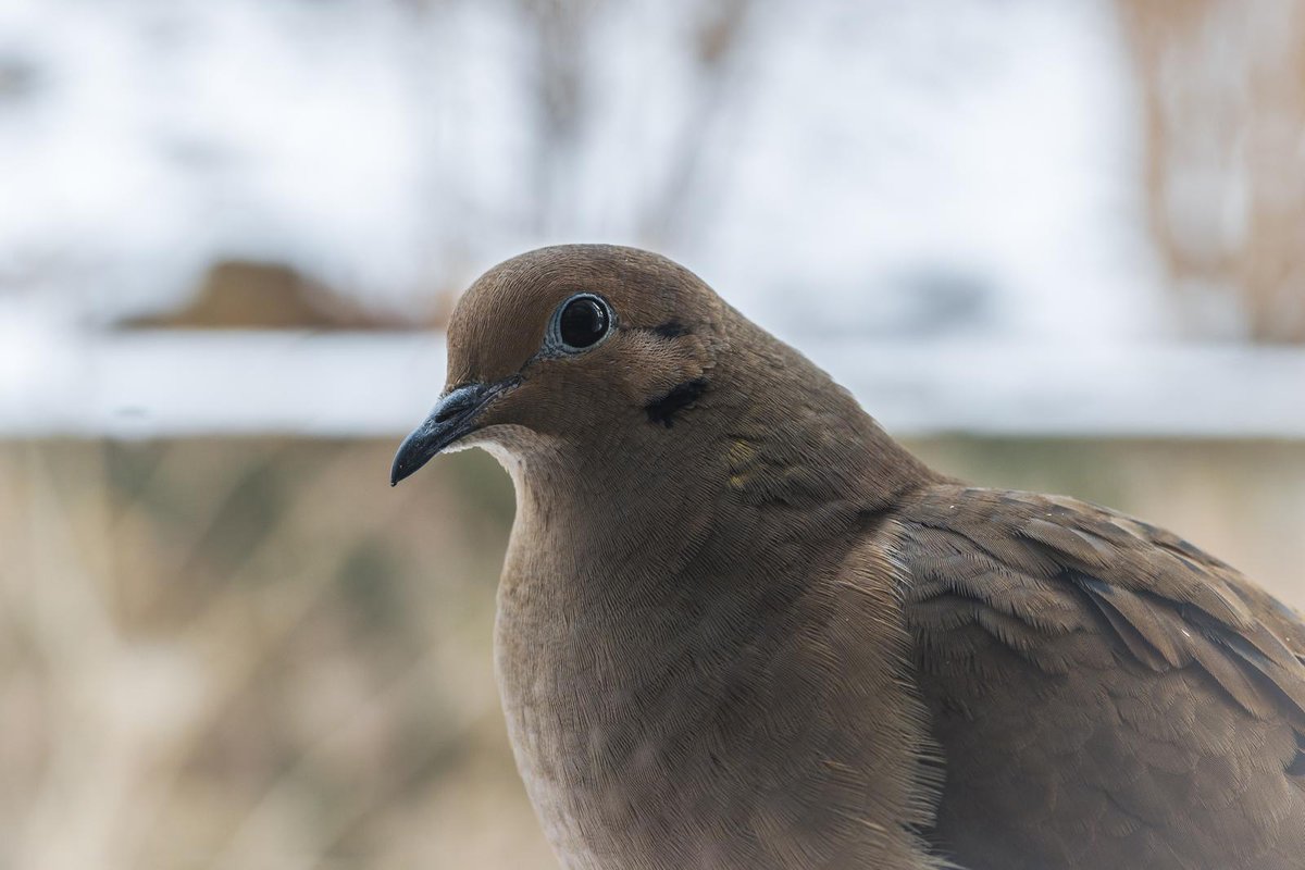 Pidgebot5000's tweet photo. #Pidgepostbot Pidge: True(1.0000). Photo by bryan hunt. https://t.co/gg8wcN65L1