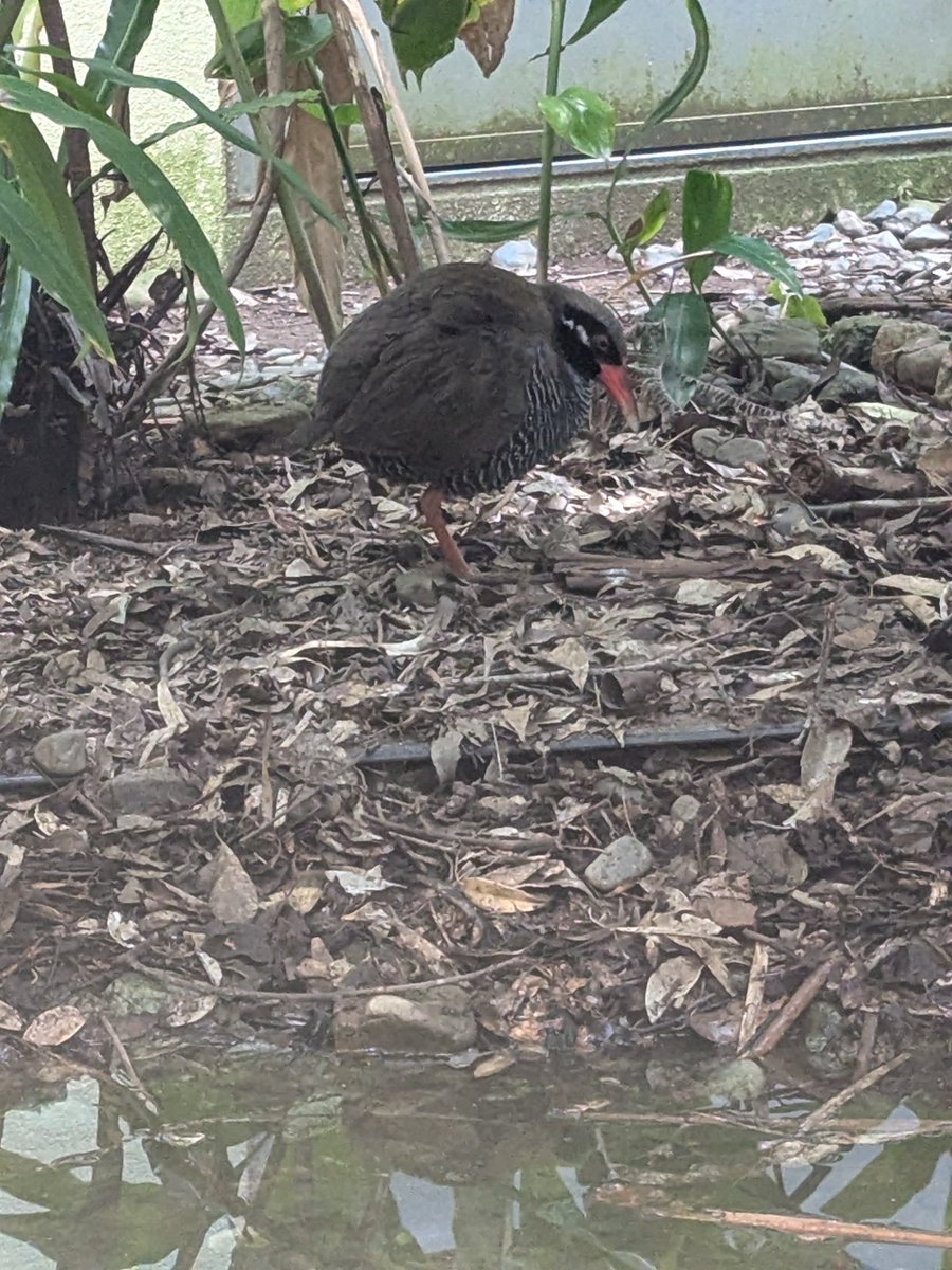 flashman320's tweet image. ヤンバルクイナ展示学習施設で会った、確かヒッターくん