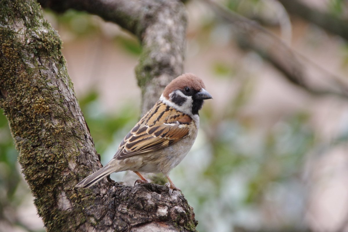 U*'エ'*)*'□'*) すずめ