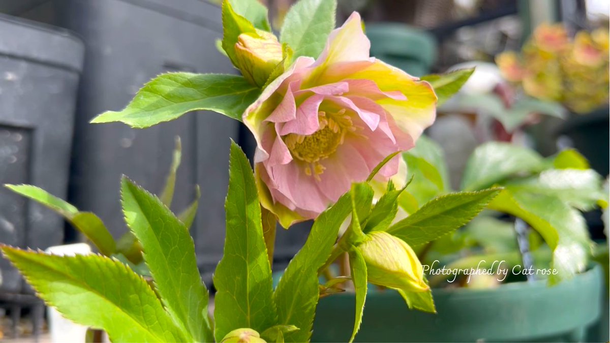 原種交配したクリスマスローズ らしさがありますかね。 写真よりも実際