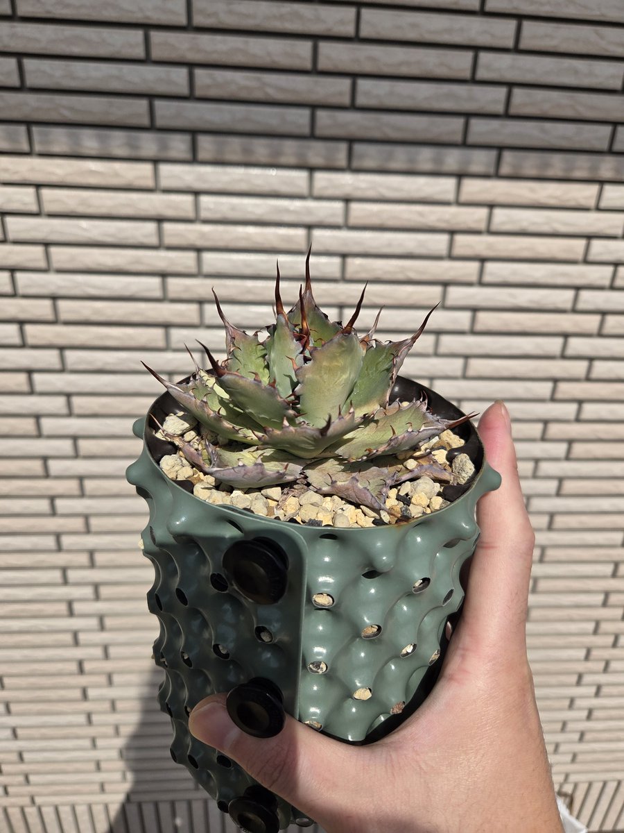 草フリマ 甲蟹屈原親株 抜き苗 1.5万 越冬できる優れもの！