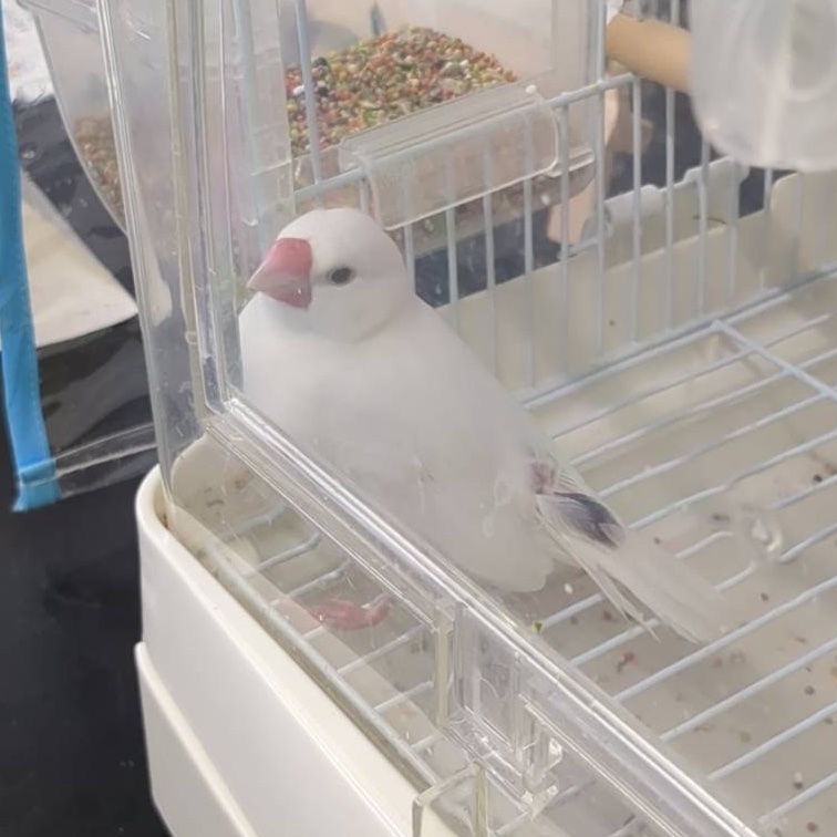 お知らせ】ぶんちゃん、元気ですので本日よりふれあいを再開しています