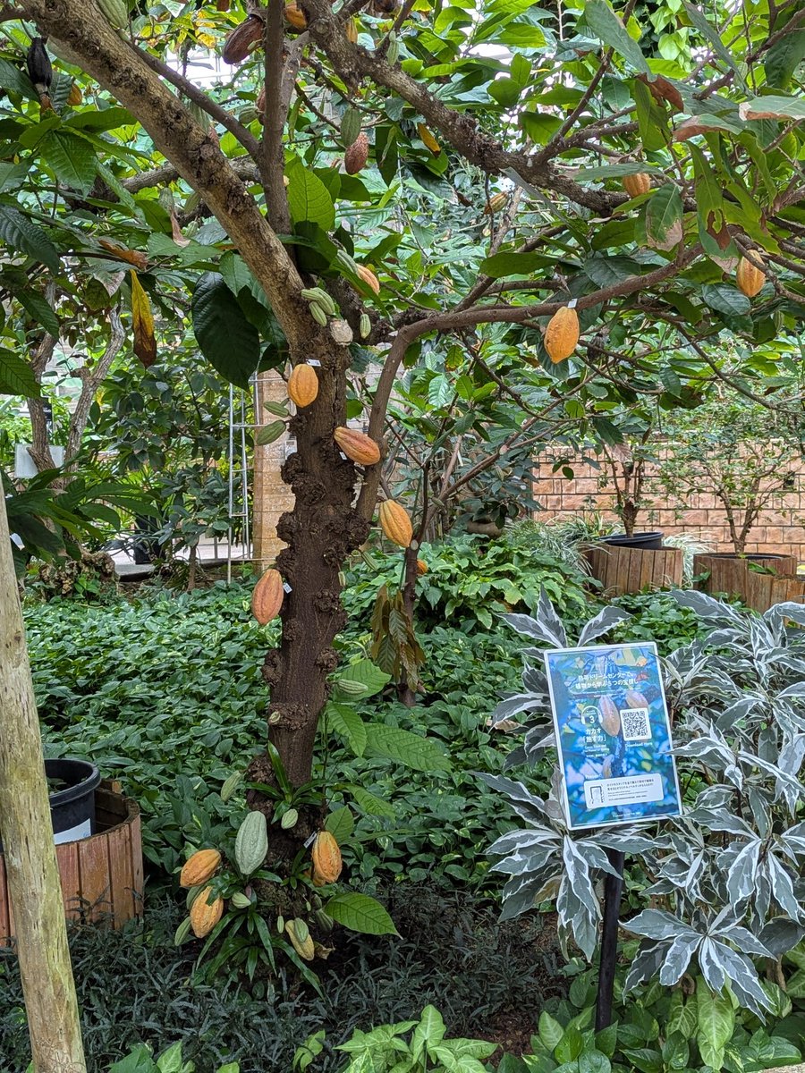 flashman320's tweet image. ちゅらうみに併設されている植物園のカカオ