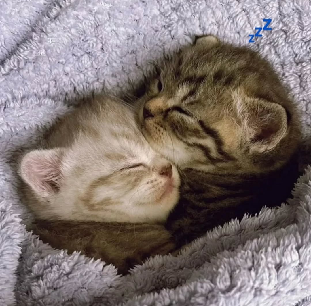 CuteCatsMagic's tweet photo. https://t.co/rYUlnI1QqZ